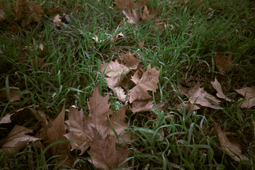 autunno
