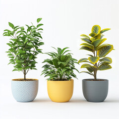Obraz premium Three ornamental plants in colorful pots on white background.