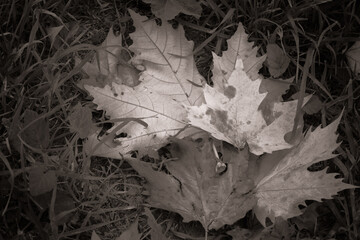 autunno