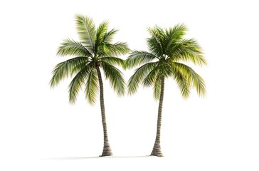 Two small coconut trees isolated on a white background