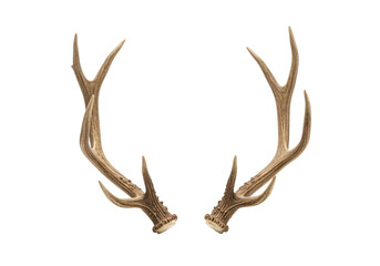 Fototapeta premium A pair of natural deer antlers with intricate curves and a rugged texture, isolated on a white background