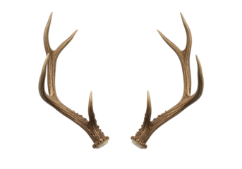 A pair of natural deer antlers with intricate curves and a rugged texture, isolated on a white background