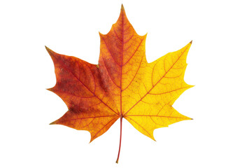 Fototapeta premium Autumn maple leaf with vibrant red and yellow tones, isolated on white background