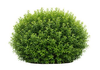 Fototapeta premium A dense green bush with vibrant leaves, front view, isolated on white background