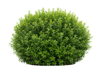 A dense green bush with vibrant leaves, front view, isolated on white background