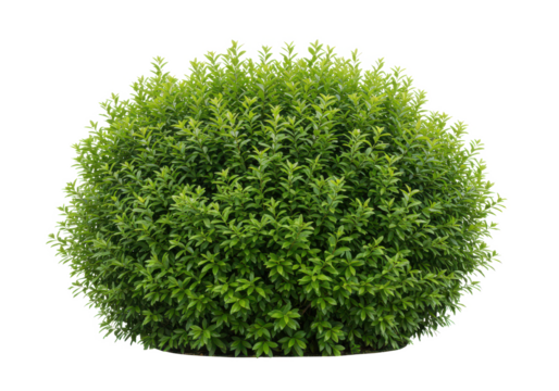 A dense green bush with vibrant leaves, front view, isolated on white background