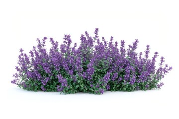 Naklejka premium Real purple flower bushes flowers lavender blossoms.