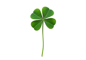 A vibrant green four-leaf clover with a long stem, isolated on white background