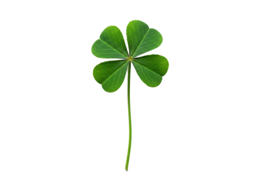 A vibrant green four-leaf clover with a long stem, isolated on white background