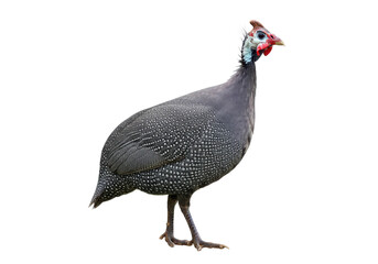 A gray guinea fowl with a red and white face, standing upright, isolated on white background