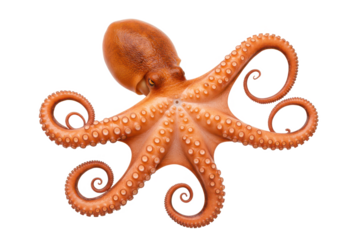A vibrant orange octopus with detailed tentacles spread out, isolated on white background