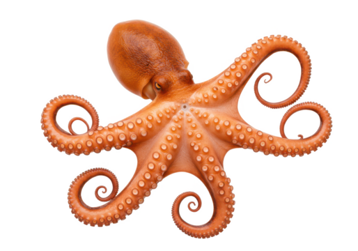 A vibrant orange octopus with detailed tentacles spread out, isolated on white background