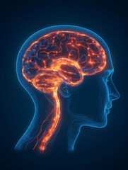 Obraz premium Human Brain Anatomy with Glowing Neural Pathways: A close-up profile view of the human head with an anatomical representation of the brain, highlighting the neural pathways with a vibrant.