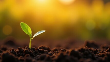 A Tiny Sprout Emerging from Rich Soil at Sunrise, Symbolizing New Growth and Potential