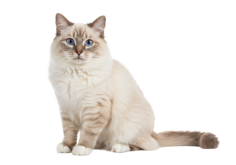 Young adult Ragdoll cat sitting frontal isolated on white background, no depth of field, sharp.