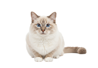 Young adult Ragdoll cat sitting frontal isolated on white background, no depth of field, sharp.