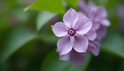 Delicate lavender blossom dreamy against soft green background