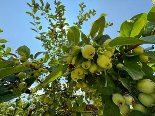 green apples on a tree