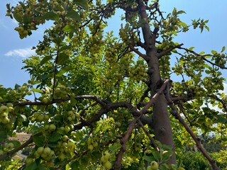 green apple tree