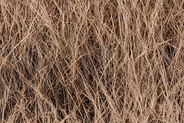 Dry grass texture background. Autumn mood pattern and backdrop. Boho style. Pantone 2025 Color of the Year Mocha Mousse