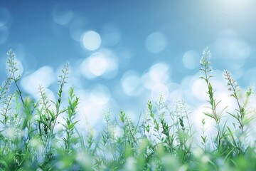 Obraz premium Spring or summer abstract nature background with grass and bokeh lights. Blue sky in the back