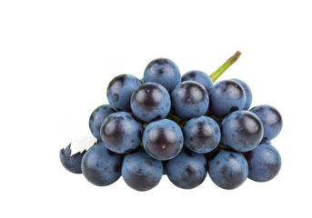 Blue grapes bunch with leaf set isolated on white background, no depth of field, sharp.