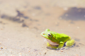 green Frogs in rice paddy field	
