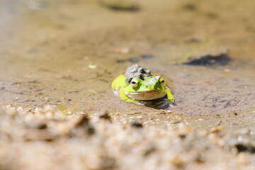 green Frogs in rice paddy field	
