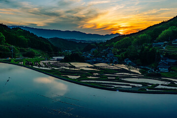 A farming village at dusk, beautiful scenery of rice paddies just before the sun sets	