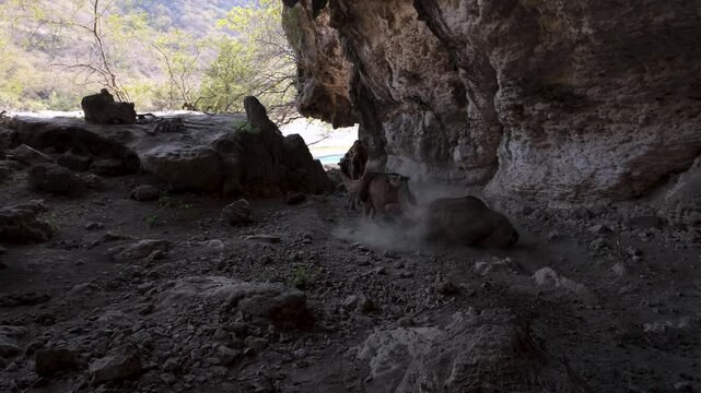 Free-range camels in Wadi Darbat, Oman find shade in a cave and do dust bathing