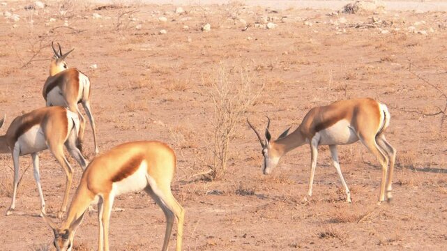 Male springboks graze on the dry ground of the savannah