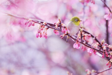 満開の河津桜にとまるメジロ