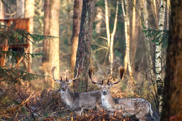 Deer in a forest 