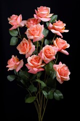 Fototapeta premium Rose flower petal plant.