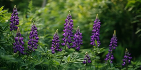 Obraz premium Vibrant purple lupines create a stunning contrast against lush greenery, showcasing the beauty of purple lupines in a serene natural setting filled with rich green tones.
