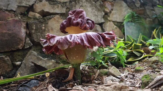 The Suweg carrion flower or Amorphophallus paeoniifolius, is a plant native to Southeast Asia and a marker that the rainy season has arrived.