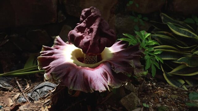 The Suweg carrion flower or Amorphophallus paeoniifolius, is a plant native to Southeast Asia and a marker that the rainy season has arrived.