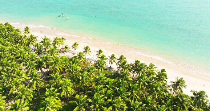 aerial view of sunny dense coconut woods at Hainan Wenchang by the sea. clean water white sand beach