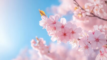 Sakura blooms beautifully against a clear blue sky in springtime, creating a serene scene. The enchanting sakura symbolizes renewal and pure beauty during this vibrant season.