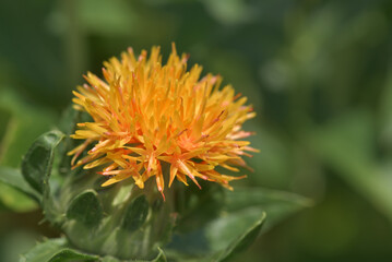 紅花
