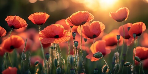 Vibrant red poppy blooms in a serene spring evening setting, showcasing the beauty of red poppy in nature during this tranquil time of day. Experience the charm of red poppy in the spring.