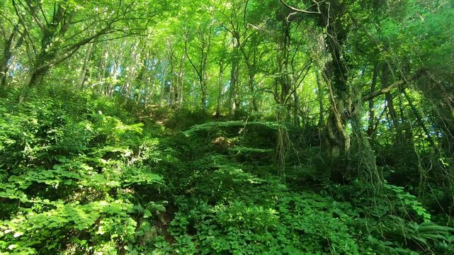 Green forest view. Trees and bushes in Akyazi, Sakarya, Turkey.