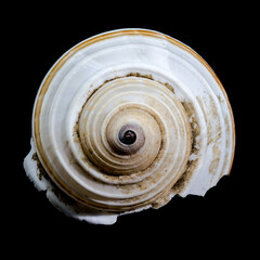 Striped Seashell on Black Background