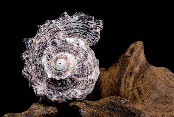 Angaria delphinus shell on driftwood