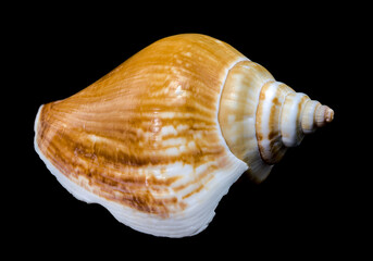 Laevistrombus canarium shell isolated on black background