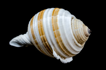 Striped Seashell on Black Background