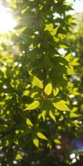 Obraz premium Vibrant green leaves, sunlight dappled, abstract bokeh, ecology, greenery, leaves