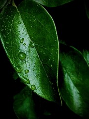 water drops on leaf