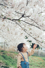 桜を見上げる女の子