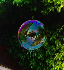 bubbles in the park